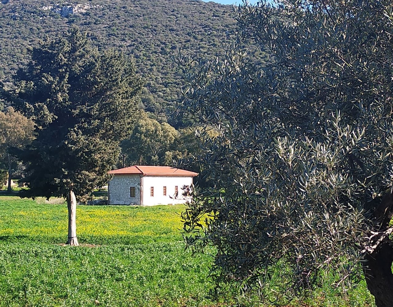 Гелемиш и оливковые рощи